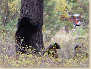 Family of Black Bears